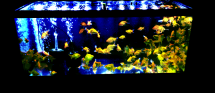 PTGoldfishSlider-1136x493